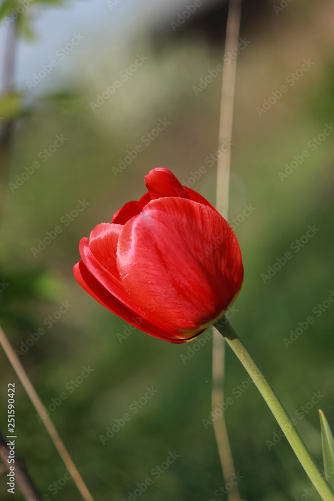 Obraz premium red tulip