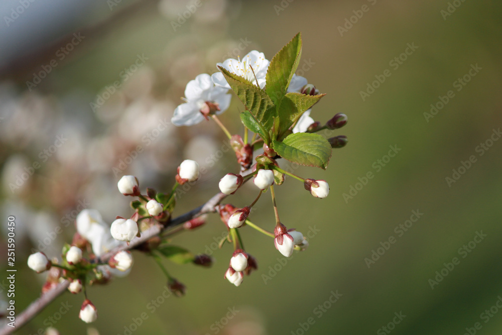 white flowers of cherry white flowers of cherry