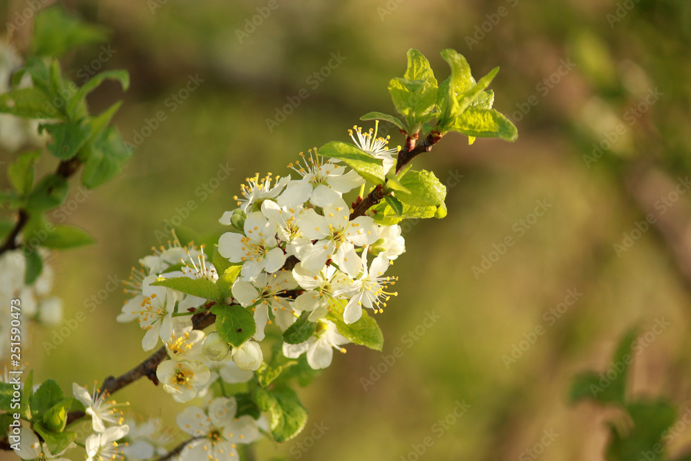 plum blossom plum blossom