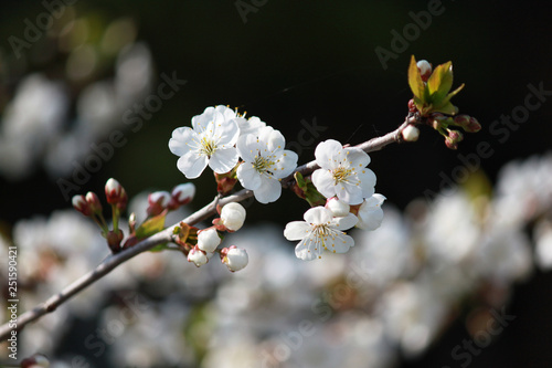 cherry tree blossom