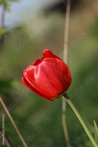 red tulip