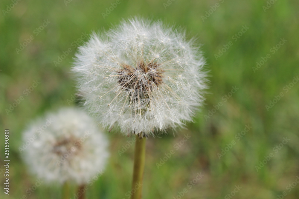 Fluffy balls of dry dandelion on a background of green field Fluffy balls of dry dandelion on a background of green field