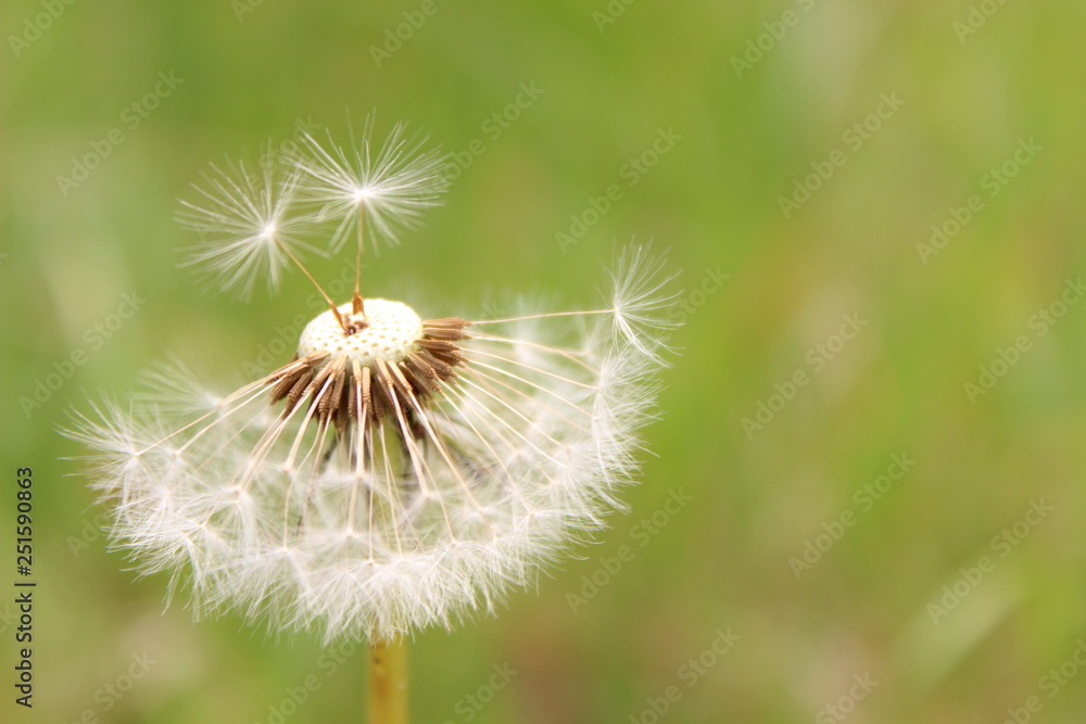 Fototapeta premium Fluffy balls of dry dandelion on a background of green field