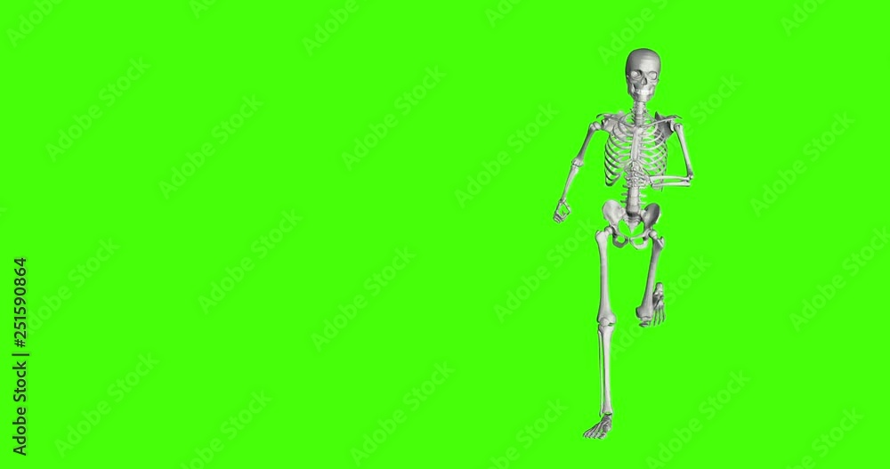 skeleton running on green screen background. motion graphic with green