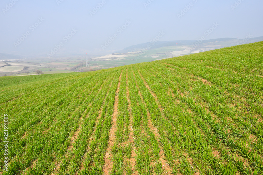 Green Field with Sprouts of Young Winter Wheat and Countryside Scenery Green Field with Sprouts of Young Winter Wheat and Countryside Scenery