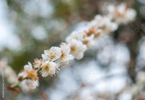 Plum blossoms, or also known as "ume", in full bloom with bokeh background. © MyPixelDiaries