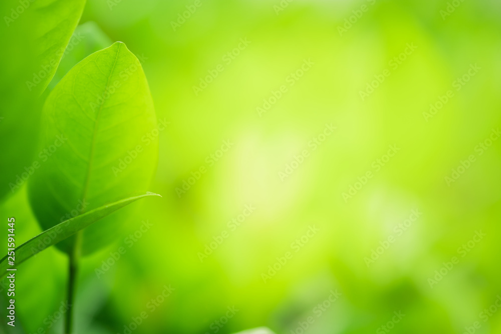 Closeup beautiful view of nature green leaf on blurred greenery tree background with sunlight in garden . It is natural ecology plant and environment copy space concept using for wallpaper Closeup beautiful view of nature green leaf on blurred greenery tree background with sunlight in garden . It is natural ecology plant and environment copy space concept using for wallpaper