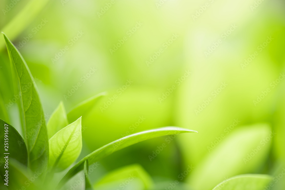 Closeup beautiful view of nature green leaf on blurred greenery tree background with sunlight in garden . It is natural ecology plant and environment copy space concept using for wallpaper Closeup beautiful view of nature green leaf on blurred greenery tree background with sunlight in garden . It is natural ecology plant and environment copy space concept using for wallpaper