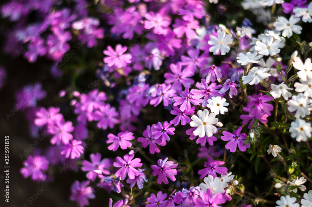 Top view of purple and white-coloured Creeping Phlox, or also known as Phlox Stolonifera, which is a herbaceous, stoloniferous, perennial, plant, seen in South Korea's 