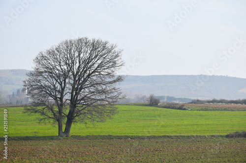 a single tree and green wheat fields in a hazy weather in the morning