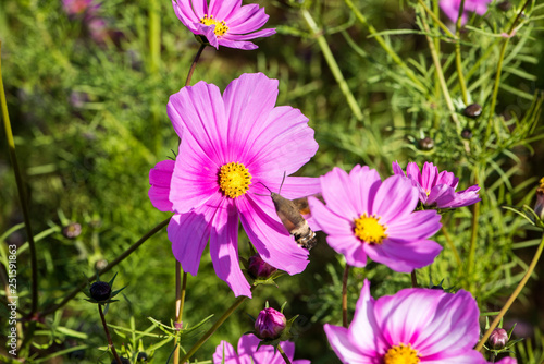 Hummingbird hawk moths on Gesang flowers fly and hunt in summer