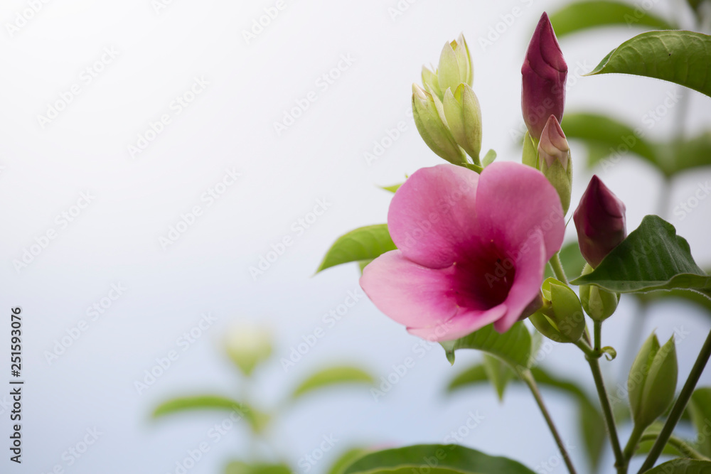 Allamanda Cathartica Flower In winter.Romantic Concept. Allamanda Cathartica Flower In winter.Romantic Concept.