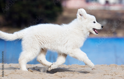 active puppy running breed white swiss shepherd