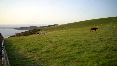 Cows grazing by UK coastline in Woolacombe, Devon