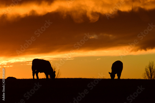 Steers fed with natural grass, Pampas, Argentina