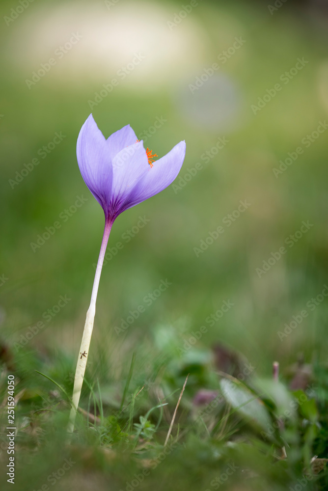 crocus crocus