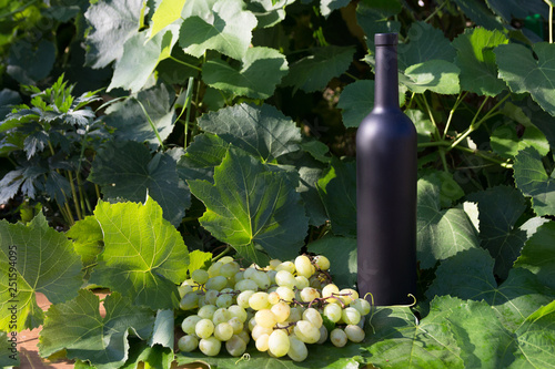 black wine bottle stands on the background of green leaves of grapes and a bunch of grapes
