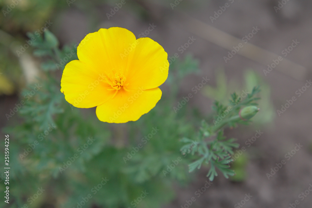 Bud of yellow flower with leaves on blurred background. Bud of yellow flower with leaves on blurred background.