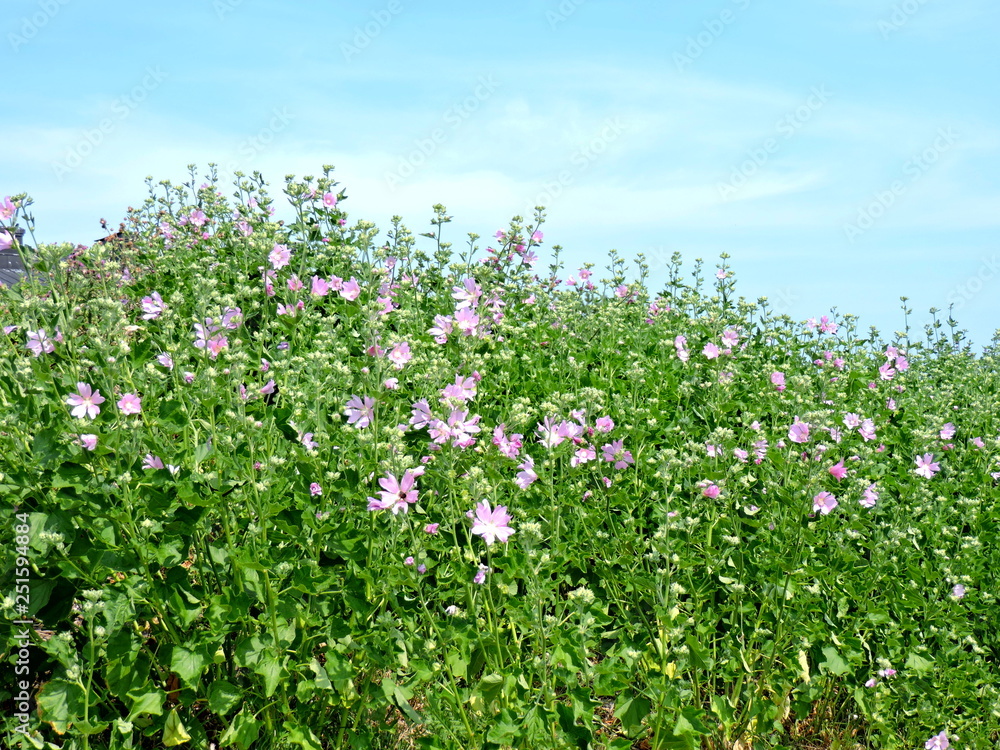 wild flowers on background of blue sky wild flowers on background of blue sky