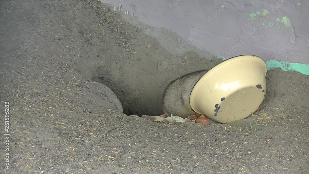 Huge hamster or gopher eats from the basin Huge hamster or gopher eats from the basin