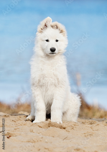 white swiss shepherd puppy on the beach