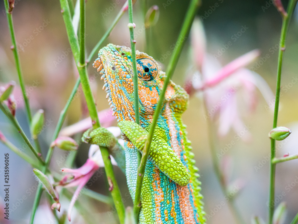 Colorful chameleon on a flower in South Africa.