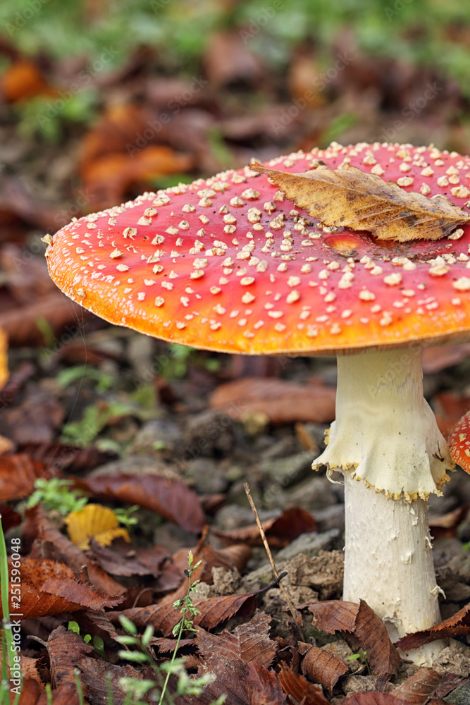 Fly Agaric in autumn on the forest floor covered in dry leaves. Fly Agaric in autumn on the forest floor covered in dry leaves.
