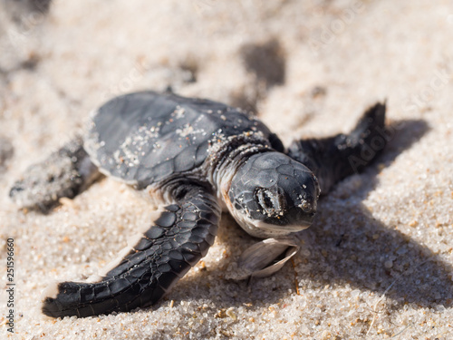 Small green sea turtle (Chelonia mydas), also known as black (sea) turtle, or Pacific green turtle on his way to the sea on a beach in Tanzania, Africa, seconds after hatching from his egg.