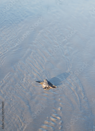 Small green sea turtle (Chelonia mydas), also known as black (sea) turtle, or Pacific green turtle on his way to the sea on a beach in Tanzania, Africa, seconds after hatching from his egg. photo