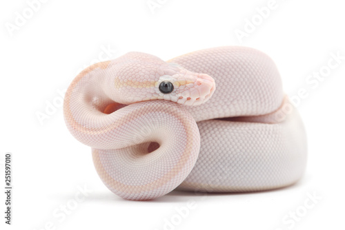 Snake Ball python isolated on white background photo