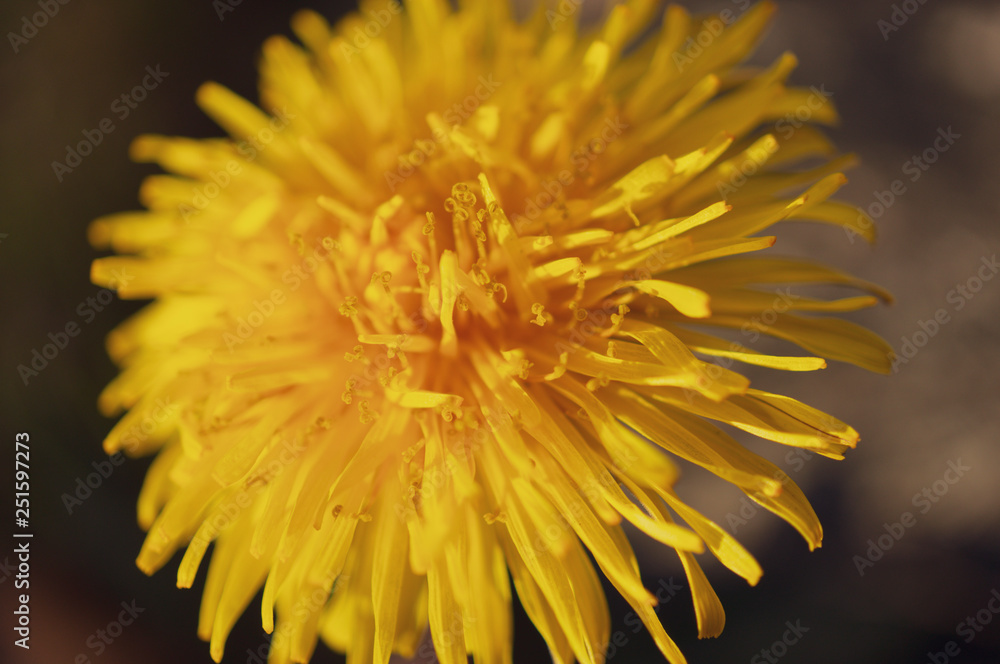 Macro on dandelion Macro on dandelion