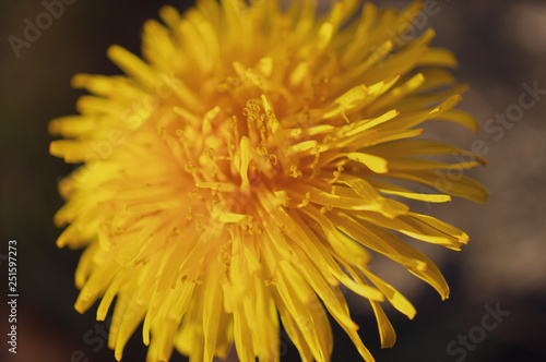 Macro on dandelion