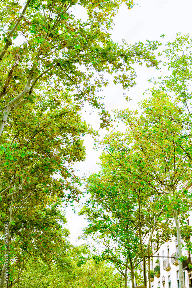 Barcelona, Spain. Trees in the Rambla in summer Barcelona, Spain. Trees in the Rambla in summer