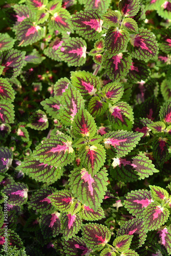 Painted nettle Painted nettle