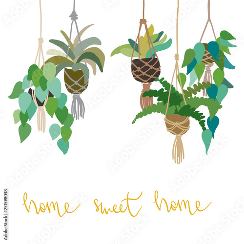 Urban interior house plants in decorative pots macrame hanger vector illustration. Hand drawn art succulents cacti ficus tropical plants in scandinavian minimal style. Lettering phrase Home sweet home
