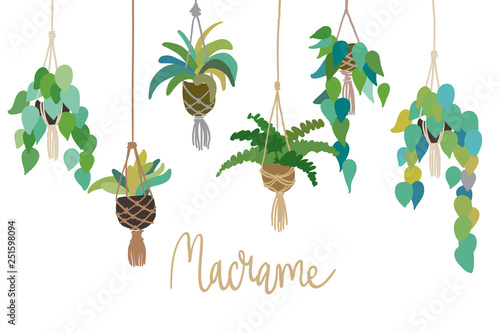 Urban interior house plants in decorative pots macrame hanger vector illustration. Hand drawn art succulents cacti ficus tropical plants in scandinavian minimal style. Lettering phrase Home sweet home