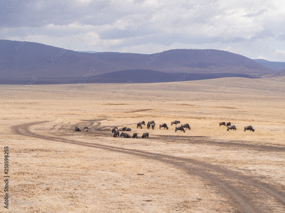 Blue wildebeests resting in Ngorongoro Crater in Tanzania, Africa.