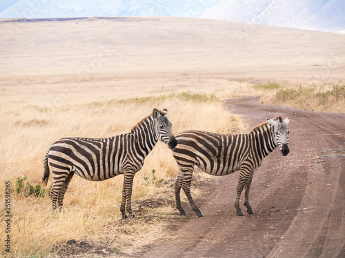 Plains Zebras (Equus quagga, also known as the common zebra or Burchell's zebra) in Ngorongoro Crater in Tanzania, Africa., crossing a road