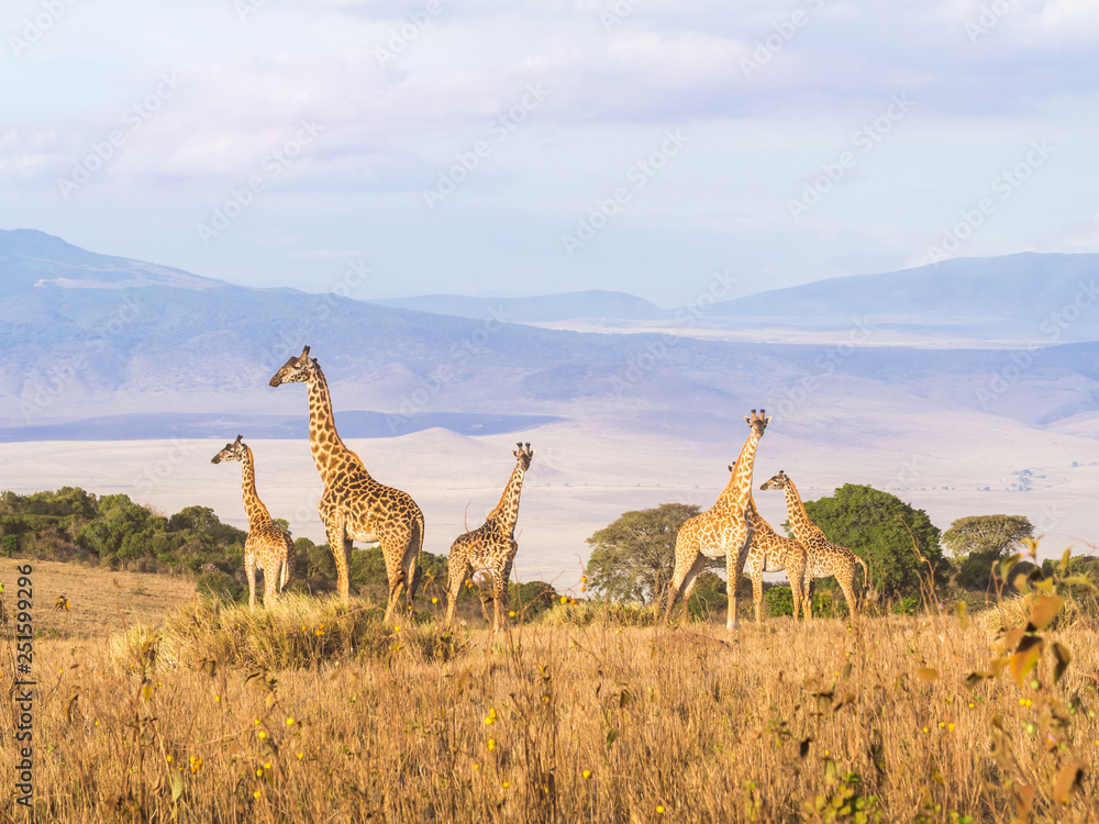 Herd of giraffes on the rim of the Ngorongoro Crater in Tanzania, Africa, at sunset.
