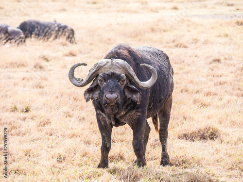 African buffalo  Syncerus caffer caffer  in Ngorongoro Crater in Tanzania  Africa