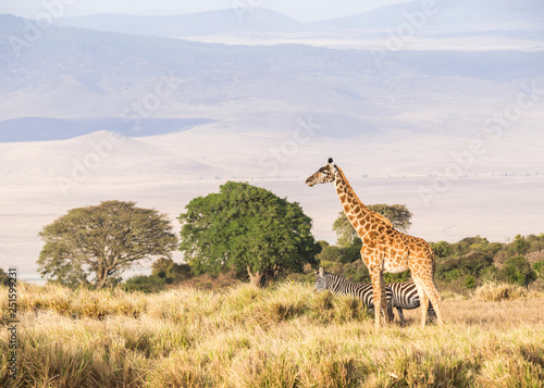 Giraffe and zebra on the rim of the Ngorongoro Crater in Tanzania, Africa, at sunset.