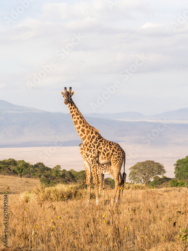 Giraffes on the rim of the Ngorongoro Crater in Tanzania  Africa  at sunset.