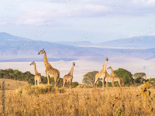 Herd of giraffes on the rim of the Ngorongoro Crater in Tanzania, Africa, at sunset. photo