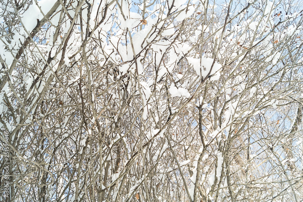 Obraz premium Mysterious background of the branches. Fabulous texture. Winter view. Through the branches of trees you can see a bright blue sky.