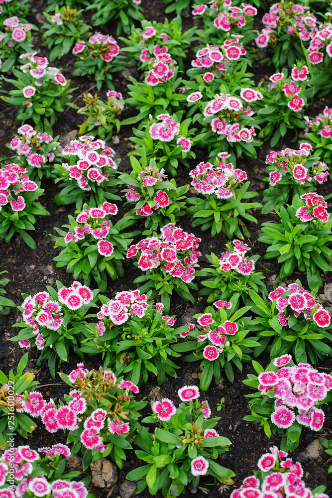 Dianthus barbatus or Sweet William Flower in the garden. Dianthus barbatus or Sweet William Flower in the garden.