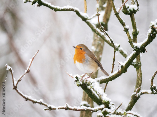 Robin Redbreast on a snowy branch