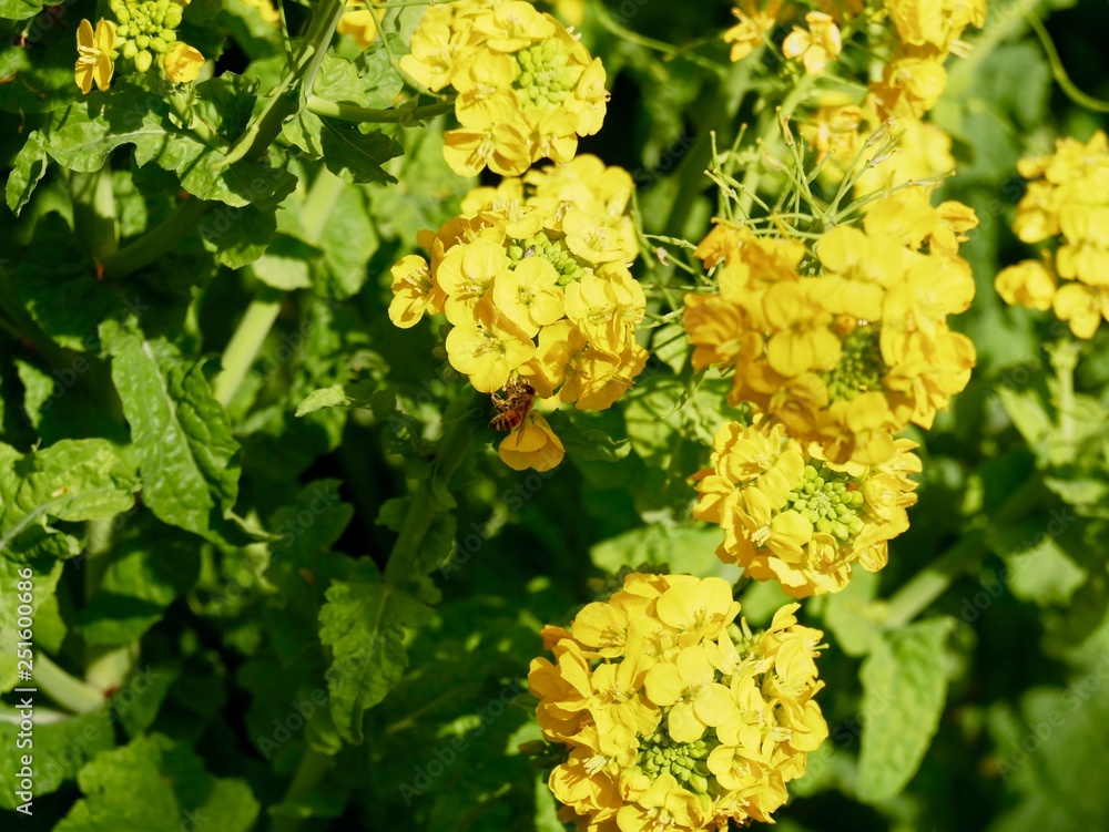 菜の花と蜜蜂 菜の花と蜜蜂