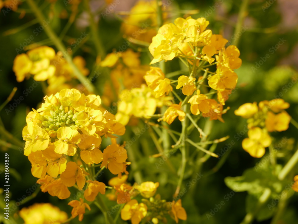 菜の花　接写