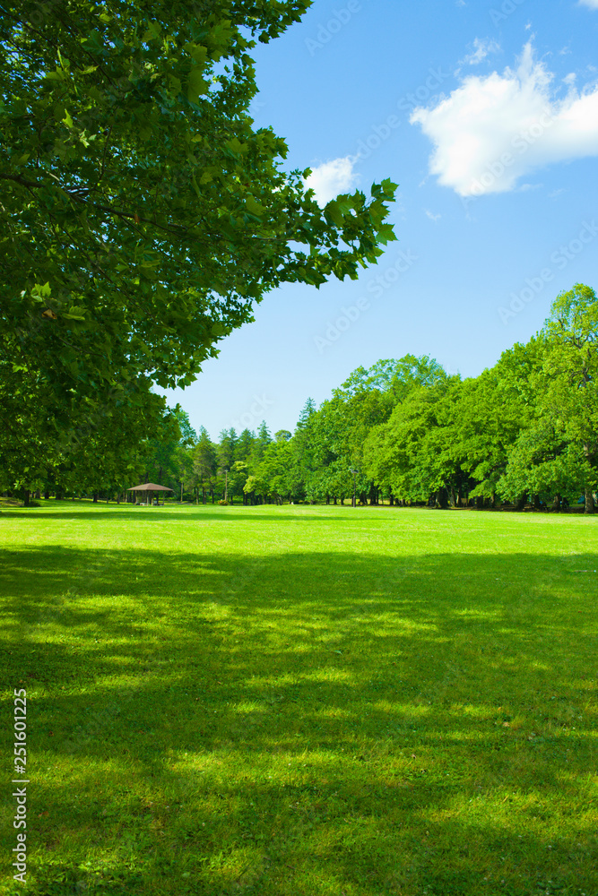 shade of garden tree