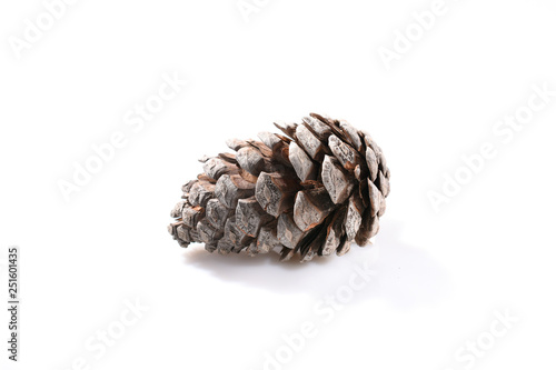 Dry fir cone isolated on white background